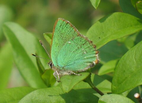 Green Hairstreak butterfly