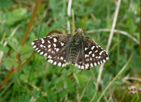 Grizzled Skipper butterfly