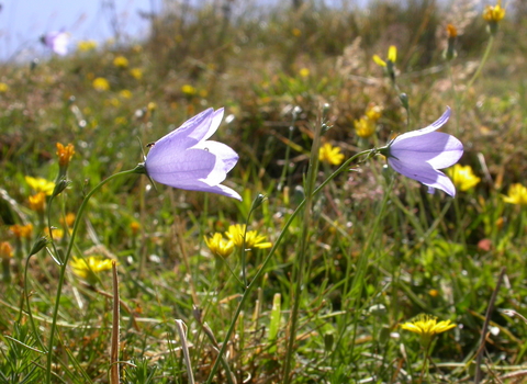 Harebell