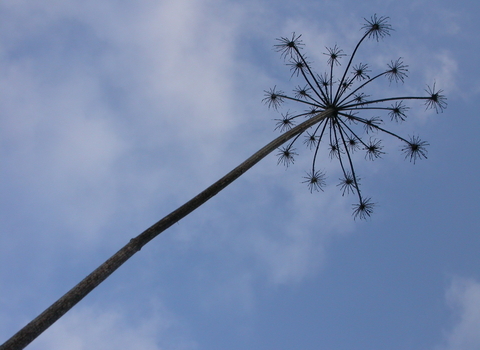 Hogweed