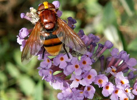 A hornet mimic hoverfly perched on small purple flowers