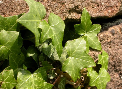 Ivy