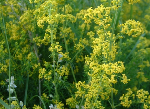 Lady's Bedstraw