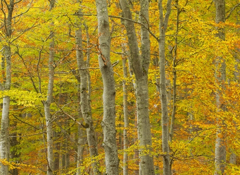 Common Beech