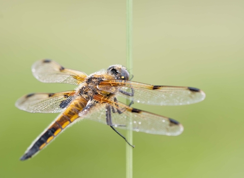 Four-spotted Chaser
