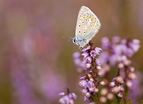 Common Blue