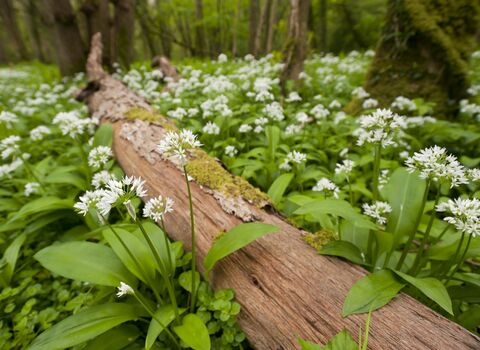 Ramsons
