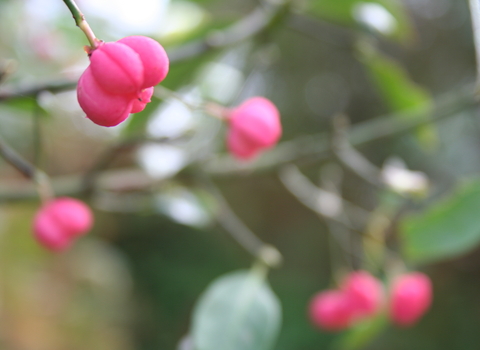 Spindle