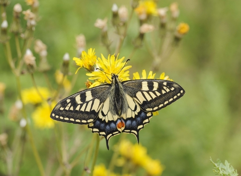 Swallowtail Butterfly