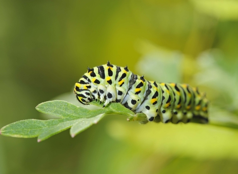 Swallowtail Butterfly Caterpillar