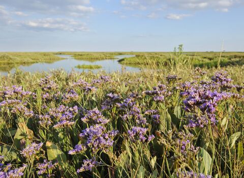 Common Sea-lavender