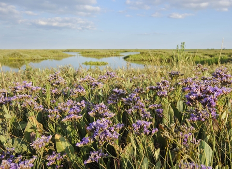 Common Sea-lavender