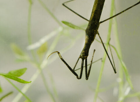 Water stick insect | Norfolk Wildlife Trust