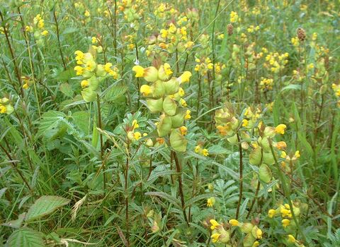 Yellow-rattle