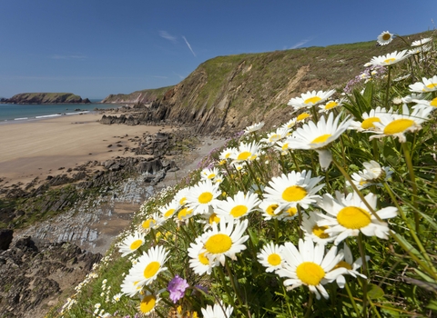 Oxeye Daisy