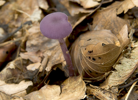 Amethyst Deceiver