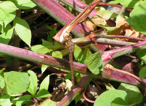 Brown Hawker