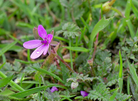 Stork's-bill