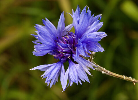 Cornflower