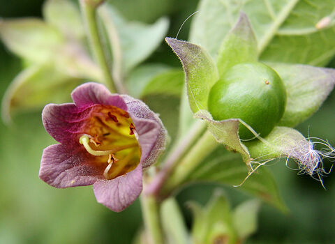 Deadly Nightshade
