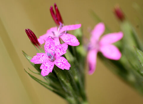 Deptford Pink