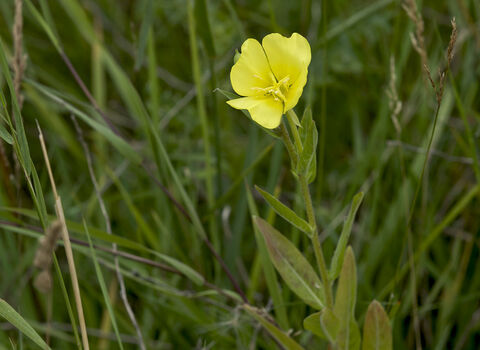Common Evening-primrose
