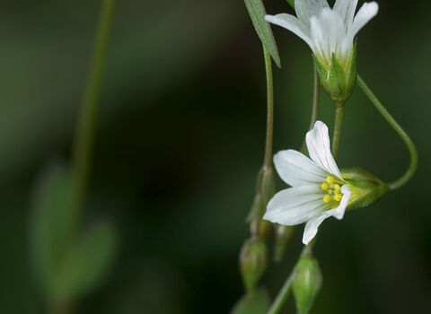 Fairy Flax