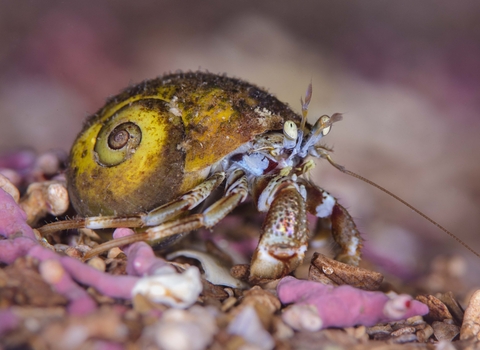 Hermit Crab