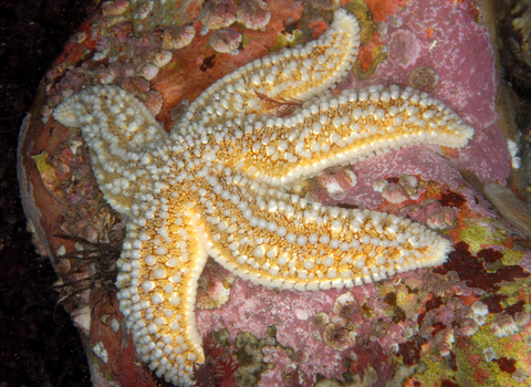Common Starfish
