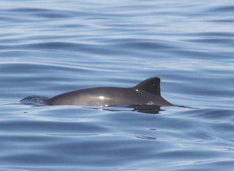 Harbour Porpoise