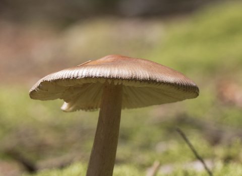 Tawny grisette