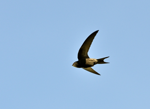 A swift in flight