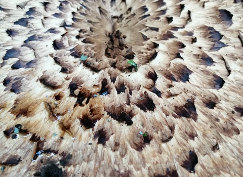 Dryad's Saddle