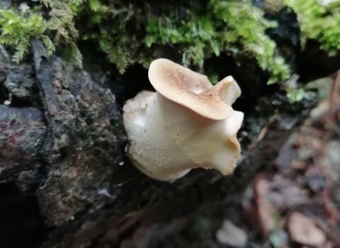 Dryad's Saddle