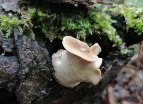 Dryad's Saddle