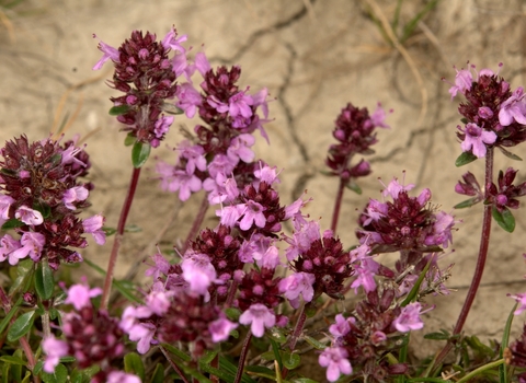 Large Thyme
