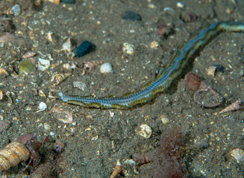 Ragworm