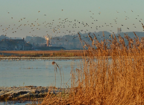 Watery marshland at NWT Cley Marshes, with golden reeds in the foreground and a windmill in the background, with a flock of birds flying across the sky