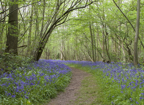 A path at NWT Foxley Wood, enclosed by trees with green leaves, with a carpet of blue-purple bluebells on each side of the path