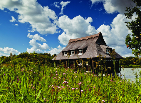 Ranworth Broad floating visitor centre surrounded by reeds with little pink flowers. 