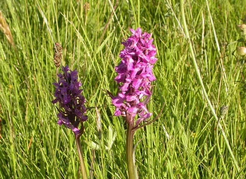 Southern Marsh Orchid 