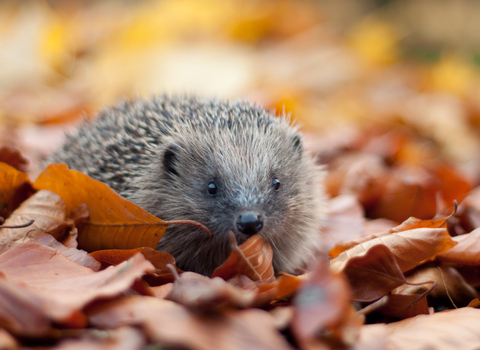 An close-up image of a hedgehog surrounded by orange autumnal leaves.