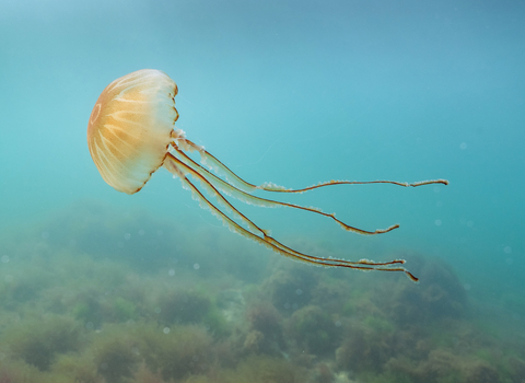 A jellyfish swims underwater in a blue sea