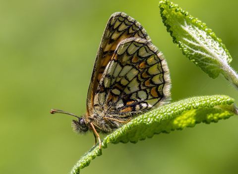 An orange and white butterfly on a green leaf