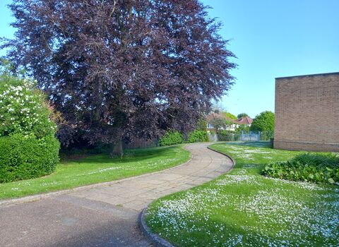 A path surrounded by green grass covered in wildflowers, with a large tree on one side