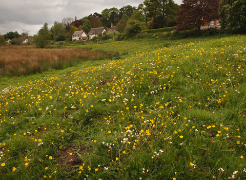 Yellow and white flowers on a field of grass with houses in the background.