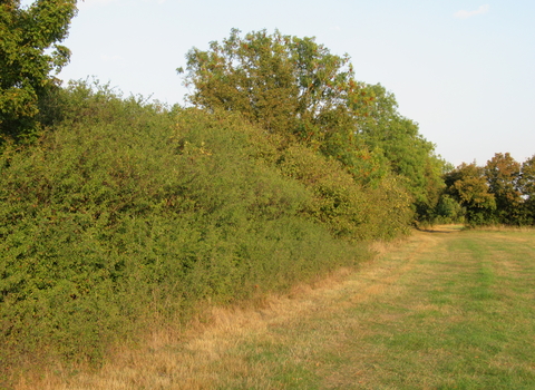 Sunny hedges in the countryside