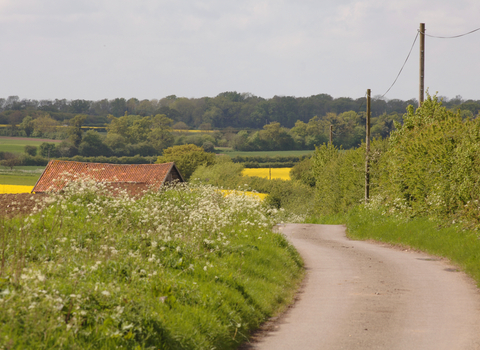 A winding country lane in the Claylands with lush green grass, dotted with summer flowers