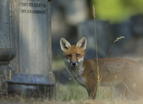A fox stands beside a gravestone in a graveyard, looking at the camera
