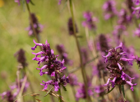 Stalks of purple wildflowers in a meadow